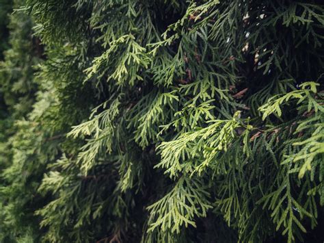 Green Pine Tree · Free Stock Photo