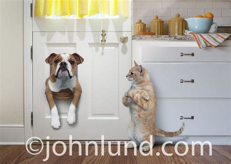 Picture of an English Bulldog stuck in a pet door as a ...