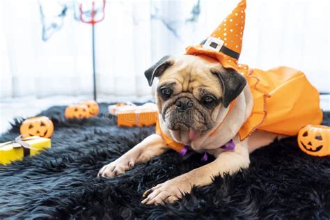 Cute Pug Dog With Halloween Costume Party At Home Stock Photo Image