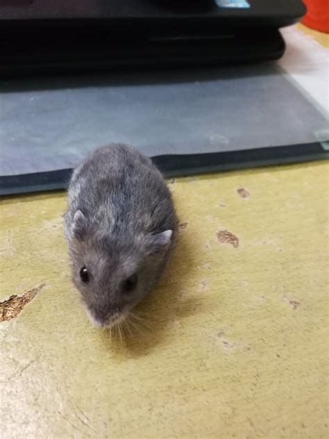 Short Dwarf Hamster Baby Hamster For Adoption 1 Year 7 Months Hamham