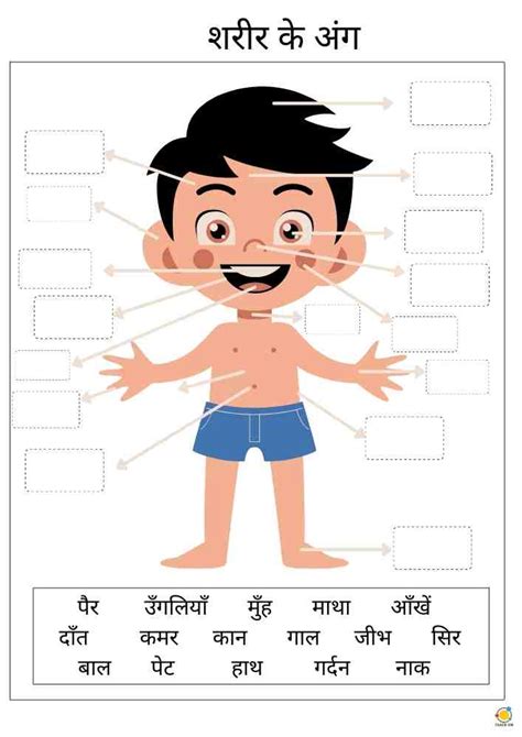 Parts Of The Body Hindi Worksheet Teach On