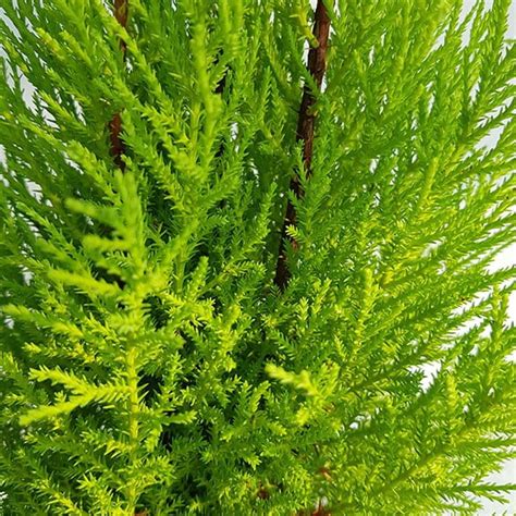 Lemon Cypress Cupressus ‘goldcrest Wilma Everglades Nurseries