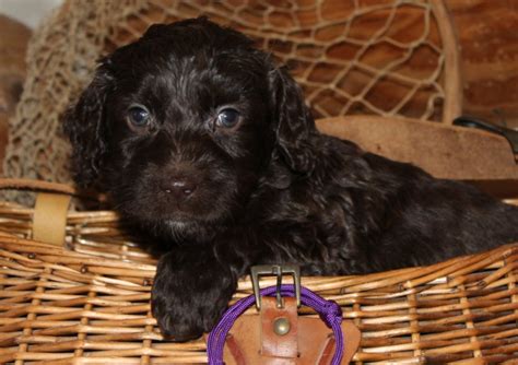 Check spelling or type a new query. Brooklyn Park labradoodle puppies, breeder of small, medium, mini, and large poodle mix dogs ...