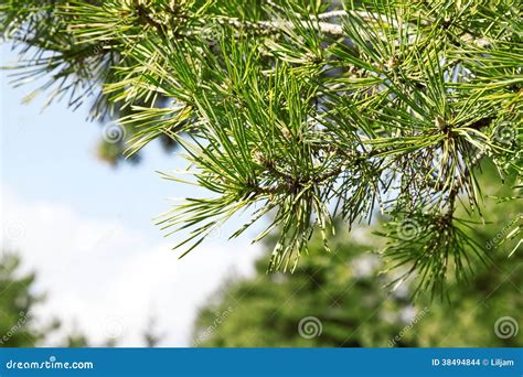 Rama Del árbol De Pino Pinus Sylvestris Foto De Archivo Imagen De