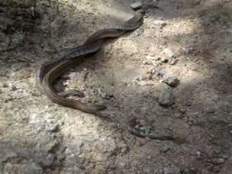 El animal tardó tres horas en salir de su propia trampa. Serpientes enamoradas; Culebra viperina apareándose; Snakes mating in El Escorial - YouTube