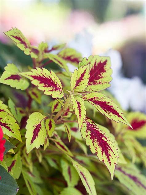 Coleus Grow Coleus For Its Fantastic Foliage There Are Hundreds Of