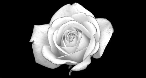 Black And White Rose Wallpaper ·① Wallpapertag
