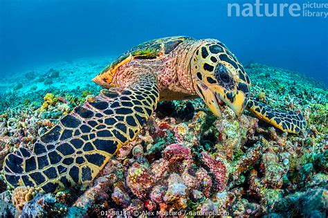 Nature Picture Library Hawksbill Sea Turtle Eretmochelys Imbricata