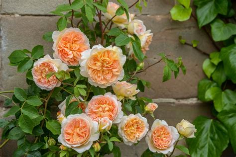 For Spring 2018 David Austin Introduces Three English Roses Including