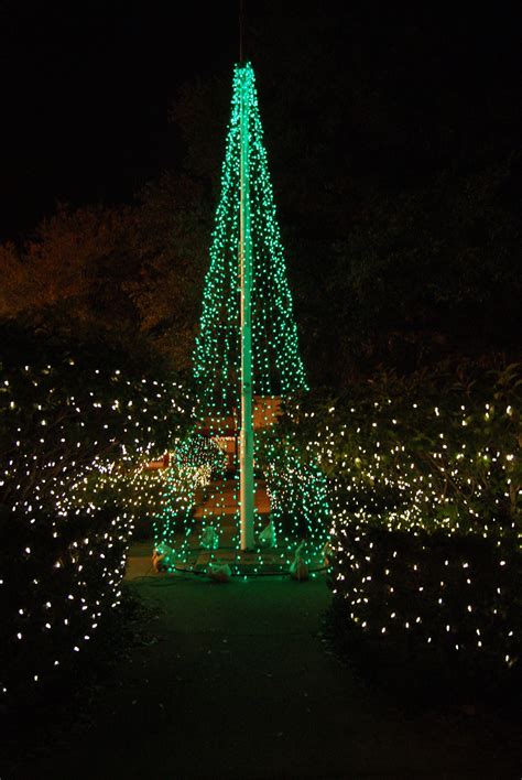 Green Tree Of Lights Free Stock Photo Public Domain Pictures