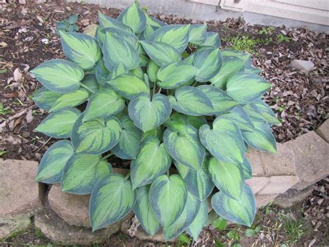 Hostas Plant Care And Collection Of Varieties