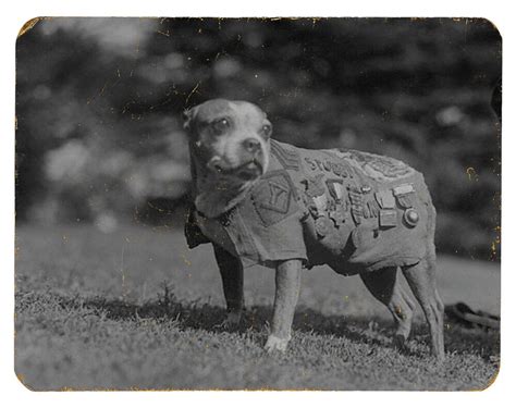 sgt stubby during a visit to the white house to meet president coolidge november 1924 photo