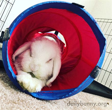 Bunny Stretches Out Those Looong Front Legs — The Daily Bunny