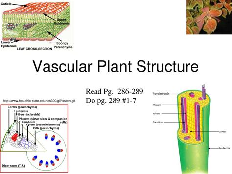 Plant Anatomy Vascular System Ideas Of Europedias
