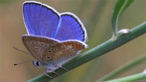 Bbc News In Pictures Endangered Butterflies