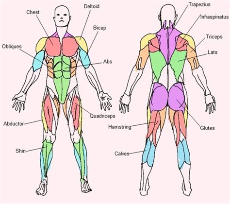 Major Muscle Groups In 2021 Body Muscle Anatomy Muscular System