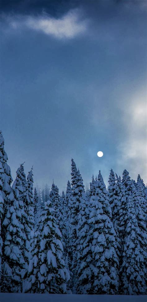 Download 1440x2960 Wallpaper Winter Night Trees Sky Nature Samsung