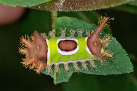 Nmw Saddleback Caterpillar The Pace Of Nature