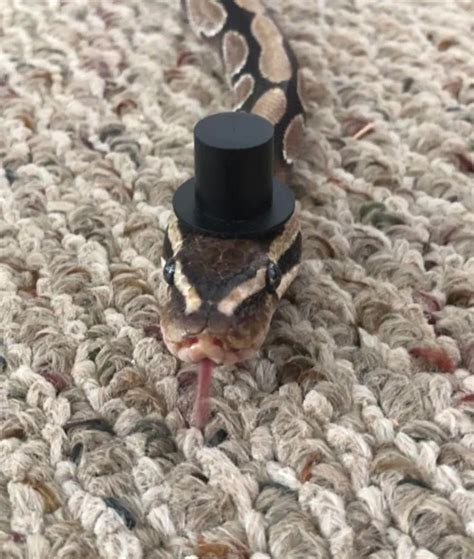Turns Out Hats On Snakes Are A Thing And Theres A Community
