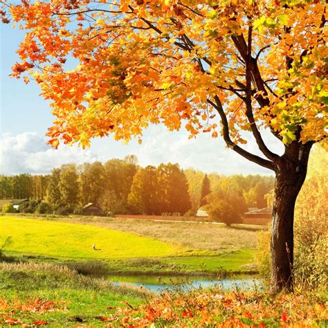 6 Trees That Are Easier To Identify In Fall Live Science