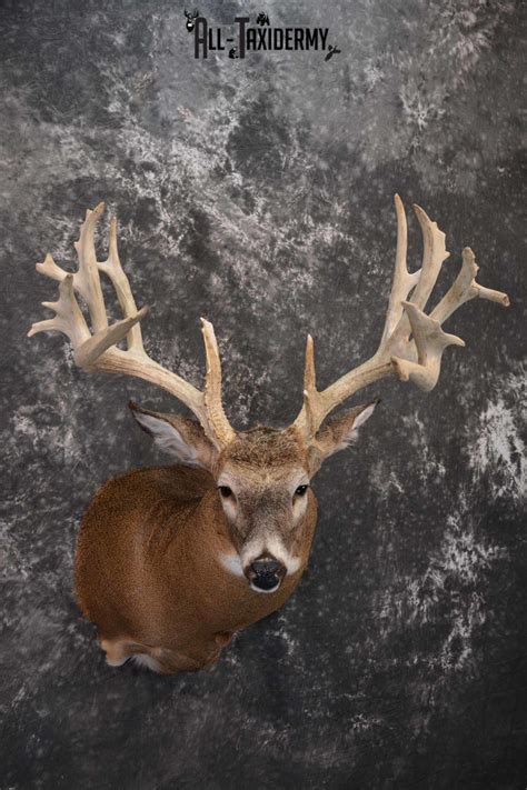 Whitetail Deer Taxidermy Shoulder Mount For Sale Sku 1321 All Taxidermy