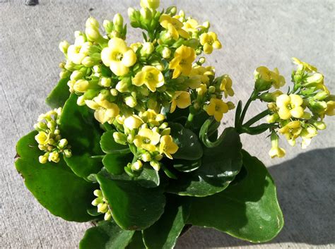 The point furthest from the point of attachment. NEW 804 SUCCULENT PLANT WITH SMALL YELLOW FLOWERS ...