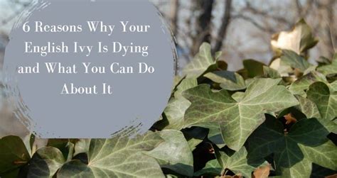 Why Your English Ivy Is Dying 6 Reasons And What You Can Do About It