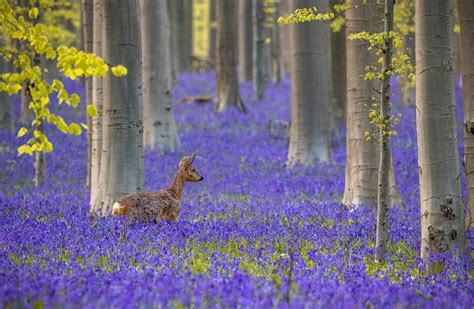 Belgiums Blue Forest