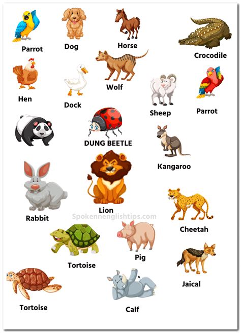 50 Animals Name In English With Pictures