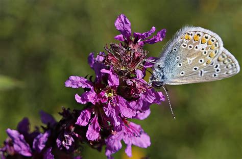 In der gebärmutter kann sich der keimling dann einnisten. 43 HQ Photos Wann Wird Eizelle Befruchtet ...