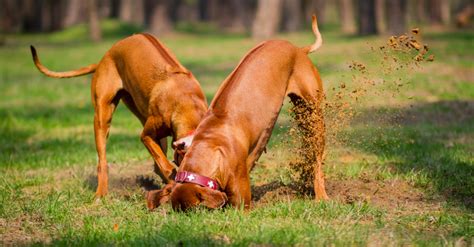 You will find everything you need to make sure your furry friend is well taken care of. Ask the Expert: How do I stop my dog from digging up my yard?