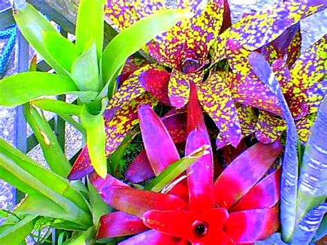 How To Grow Bromeliads Hubpages