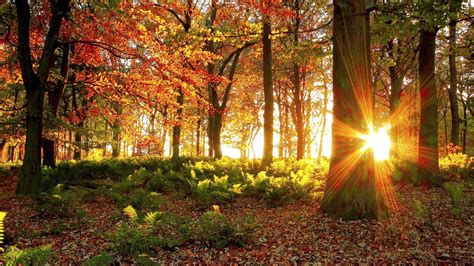 Осенний лес деревья солнце Природа Обои на рабочий стол Галерейка