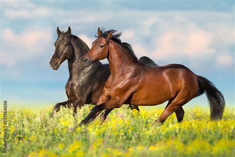 Two Bay Horse Run Gallop On Flowers Field With Blue Sky Behind Stock