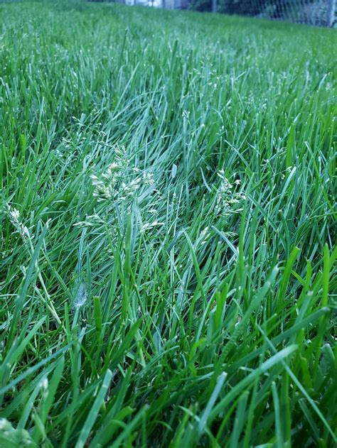 8b What Type Of Grass Flowers Like This Lawncare