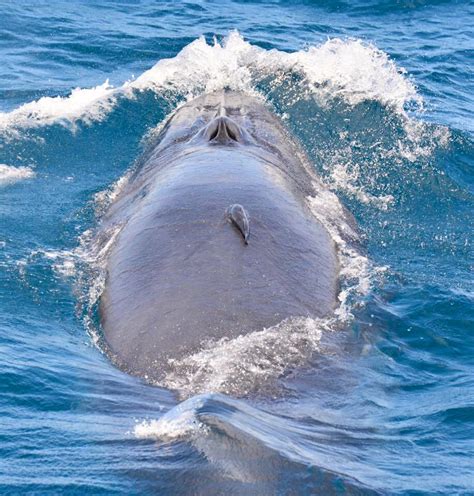Brydes Whale Whale Tales