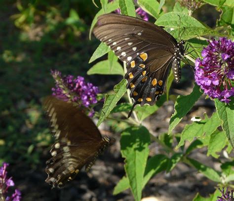Male And Female Spicebush Swallowtails In My Butterfly Gar Flickr
