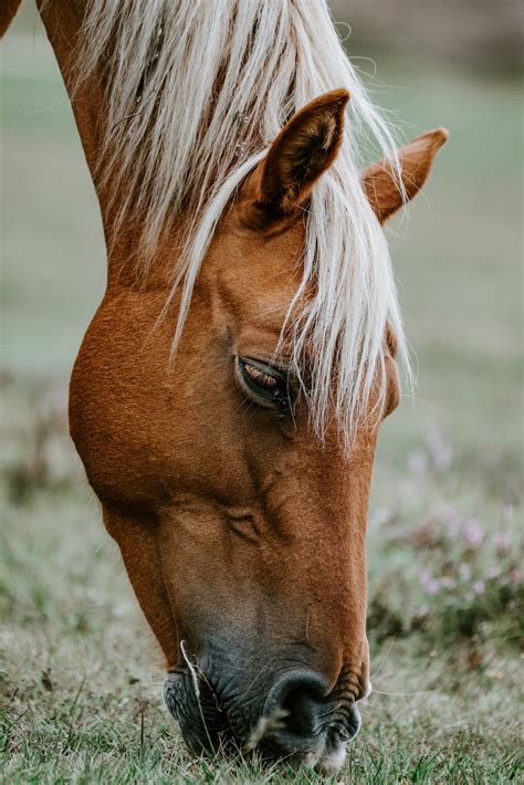 Close Up Photo Of Brown Horse Photo Free Image On Unsplash