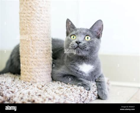 A Gray And White Domestic Shorthair Kitten Sitting Next To A Scratching