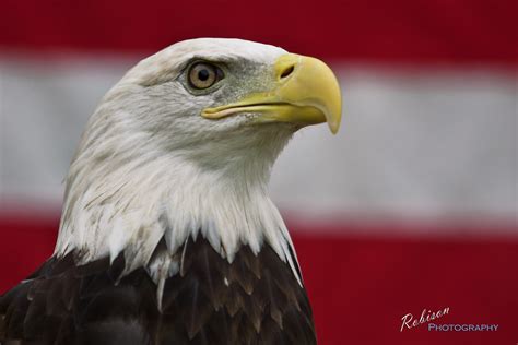 Raptordays 0228 American Bald Eagle Warren Robison Flickr