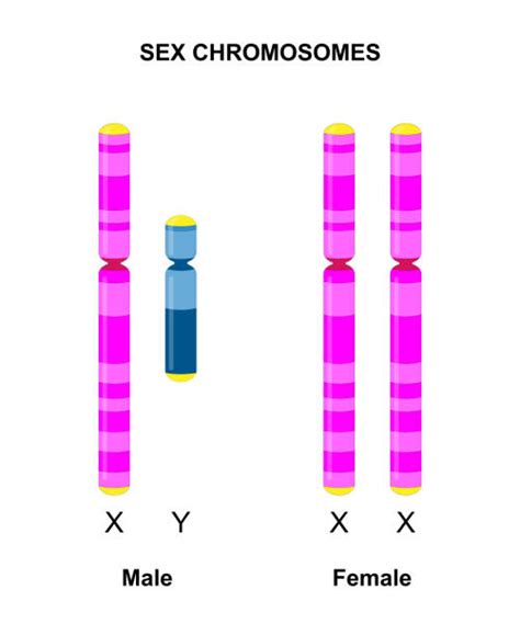40 X And Y Chromosome Stock Illustrations Royalty Free Vector Graphics And Clip Art Istock