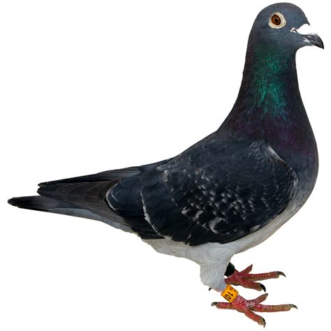 Pigeon Png Png All Png All