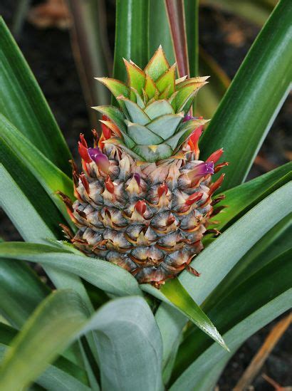 Ananas Comosus Pineapple Hawaiian Plants And Tropical