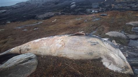 Dead Whale Carcass Washes Ashore In Harpswell