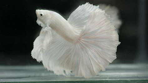 Albino Betta Fish Picture 9 Of 20 Pinkish White Halfmoon Hd