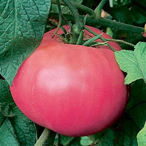 Tomato Beefsteak Pink St Clare Heirloom Seeds Heirloom And Open