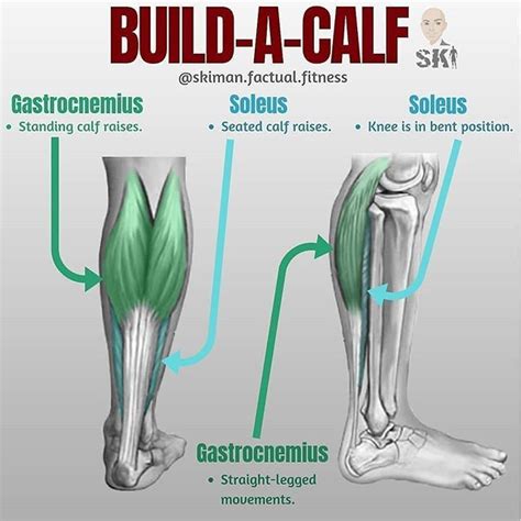 Lets Dive Into Building A Calf Just Like Any Other Muscle Group They