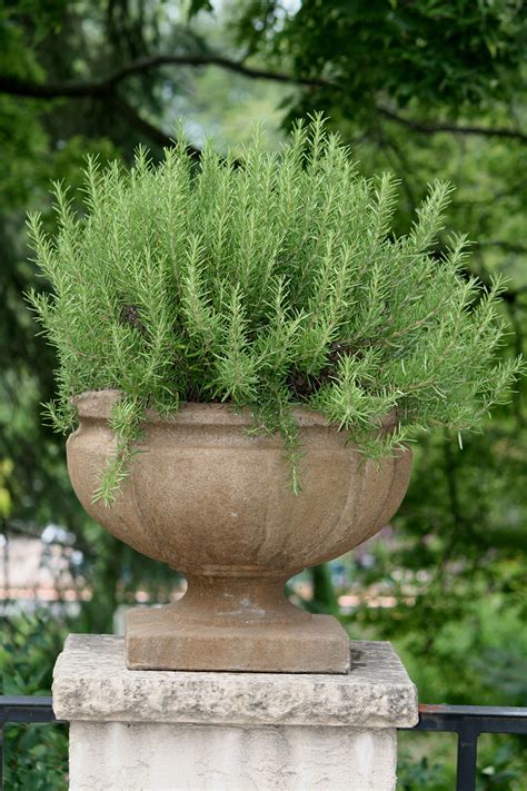 Rosemary Plants Container Gardening Container Plants