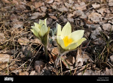 The First Spring Flowers Of Prairie Crocus Pasque Flower Prairie