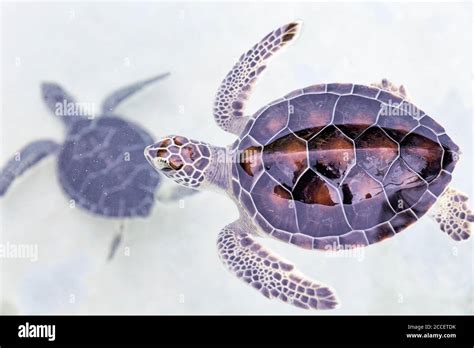Green Sea Turtle Chelonia Mydas Taking A Breath On The Surface In